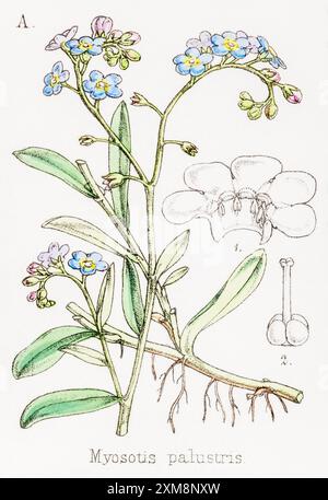 19. Jh. handgetönte botanische Illustration von Myosotis palustris / Water Forget-Me-Not in Field Botaniker's Companion von Thomas Moore [1862]. Stockfoto