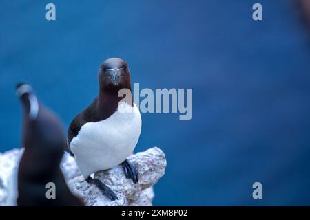 Der im Nordatlantik beheimatete Razorbill ist bekannt für sein unverwechselbares schwarz-weißes Gefieder und seinen scharfen Schnabel. Es ernährt sich von Fischen und Krebstieren, ne Stockfoto