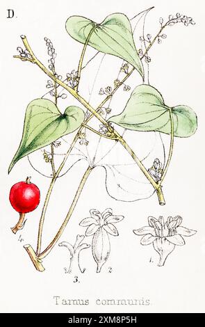 19. Jh. handgetönte botanische Illustration von Tamus communis / Black Bryony in Field Botanists Companion von Thomas Moore [1862]. Heilpflanze Stockfoto