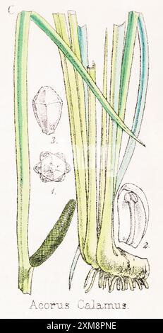 Handgetönte botanische Illustration von Acorus calamus in Feldbotaniker's Companion von Thomas Moore [1862]. Heilpflanze. Stockfoto
