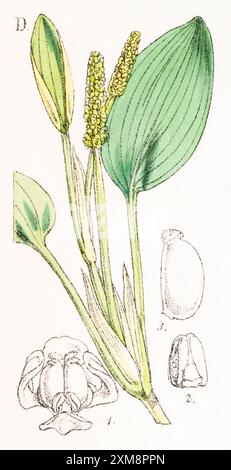 Handgetönte botanische Illustration von Potamogeton natans in Field Botanists Companion von Thomas Moore [1862]. Heilpflanze Stockfoto