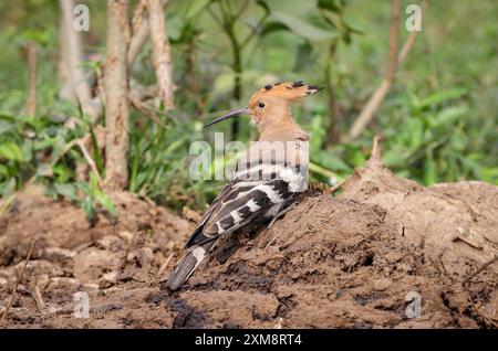 Foto des eurasischen Wiedehopf-Vogels. Der eurasische Wiedehopf ist die am weitesten verbreitete Art der Gattung Upupa, die in Europa und Asien beheimatet ist. Stockfoto