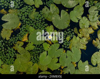 Seerose im Teichwasser. Seerose. Weißwasserlilie. Seerose im Sommerteich Stockfoto