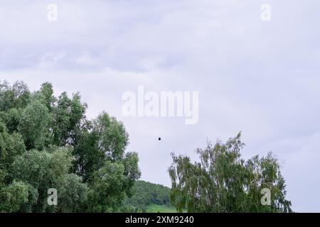 Vogel fliegt in der Ferne vor dem Hintergrund eines bewölkten Himmels und Baumkronen, im Sommer Stockfoto