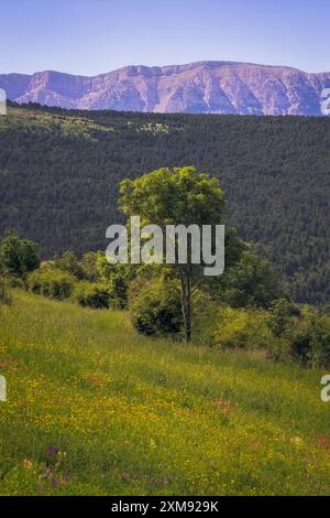 Malerische Landschaft mit dem Cadi-Gebirge, von La Cerdanya aus gesehen, Katalonien. Eine malerische Szene mit üppigem Grün und der natürlichen Schönheit Stockfoto