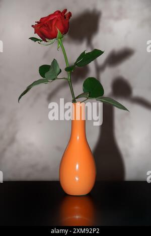 Einzelne rote Rose in einer Vase und ein Schatten auf Grauer Hintergrund Stockfoto