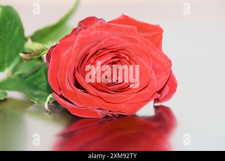 Nahaufnahme einer einzelnen roten Rose auf reflektierender Oberfläche Stockfoto