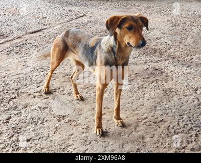 Karamellfarbener Mischlingshund, stehend mit langen Beinen, auf dem Zementboden, mit aufmerksamen Augen, abgesenkten Ohren, schwarzer Schnauze. Stockfoto