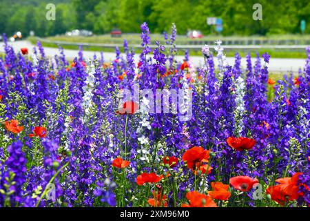 Der lila Larkspur und der rote Mohn blühen entlang der interstate in North Carolina. Autos sind auf der interstate zu sehen. Stockfoto