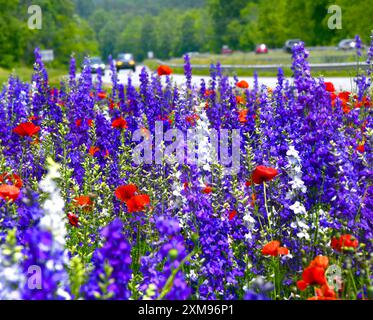 Larkspur und Poppies blühen entlang einer interstate in North Carolina. Autos sind im Hintergrund zu sehen. Stockfoto