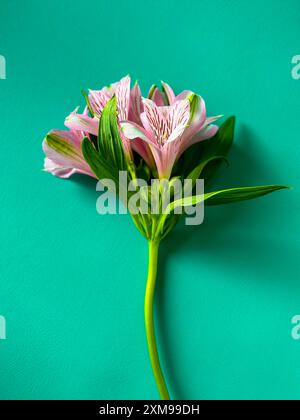 Zarte rosafarbene Astromerie-Blüten auf blauem Hintergrund. Frühlingsblumen-Arrangement. Helle Farben. Hintergrund für Grußkarten und Postkarten. Stockfoto