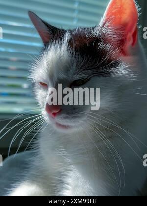 Weiße und schwarze Katze auf Fensterhintergrund mit Jalousien im Sonnenlicht Stockfoto