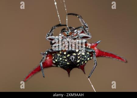 Eine wunderschöne langflügelige Drachenspinne (Gasteracantha versicolor) in einem dichten Küstenwald Stockfoto