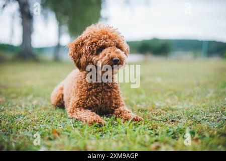 Zwergpudel Stockfoto