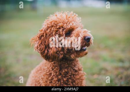 Zwergpudel Stockfoto