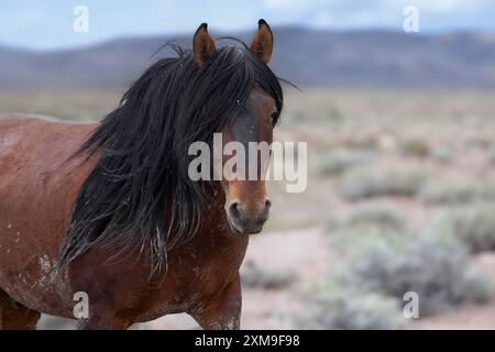 Die Wildpferdeherde des Onaqui Mountain hat eine leichte bis mittelschwere Struktur und ist in Farben wie Sauerampfer, roan, Buchleder, Schwarz, Palomino, und grau. Stockfoto