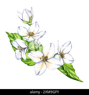 Weiße Blume, Jasminblüten isoliert auf weißem Hintergrund. Aquarellflorale Illustrationen für Einladung, Karte, Design. Stockfoto