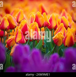 Das Skagit Valley Tulip Festival ist ein Tulpenfestival im US-Bundesstaat Washington. Stockfoto