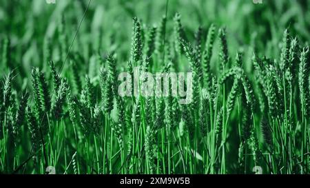 Grünes Weizenfeld Nahaufnahme Bild. Bild des Weizenfeldes. Blick auf frische Ohren von jungen grünen Weizen und auf die Natur im Frühling Sommer Feld aus nächster Nähe. Mit Free Stockfoto
