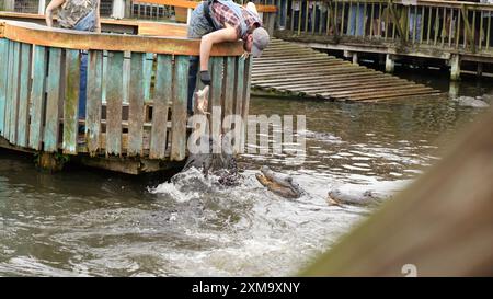 Aufregende Begegnung mit Alligatoren Fütterung im Florida Wildlife Park Zoo - Miami Florida USA 03.15.2024 Stockfoto