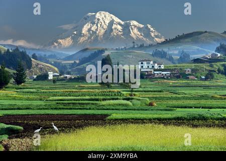 Am frühen Morgen lauert Nebel in einem Tal unterhalb des Monte Chimborazo in der Provinz Chimborazo in Zentral-Ecuador. Chimborazo ist ein inaktiver Stratovulkan mit vielen Kratern. Mit einer Höhe von 6.310 Metern (20.702 Fuß) ist er der höchste Gipfel Ecuadors. Stockfoto