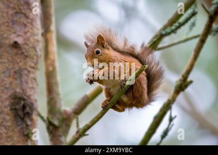 Rotes Eichhörnchen (Sciurus vulgaris), das auf einem Ast sitzt, der eine Nuss hält. Obwohl das rote Eichhörnchen in weiten Teilen Europas und Zentralasiens verbreitet ist, ist es in Großbritannien selten und beschränkt sich auf kleine Gebiete Schottlands, da es durch das größere graue Eichhörnchen einen Lebensraum verloren hat. Das Rote Eichhörnchen ist ein Baumtier und hauptsächlich pflanzenfressenes Nagetier. Stockfoto