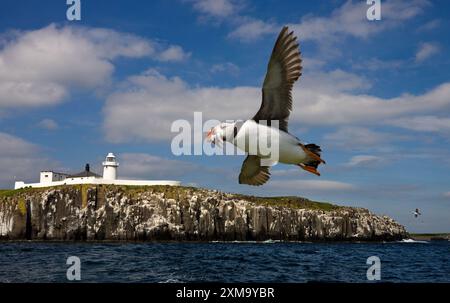 Papageientaucher (Fratercula arctica) fliegt an Klippen mit einem Schnabel voller Sandaale. Er hat eine schwarze Krone und einen schwarzen Rücken, hellgraue Wangenflecken, einen weißen Körper und Unterteile und einen kräftig roten Schnabel mit orangefarbenen Beinen. Papageientaucher ernähren sich hauptsächlich von Sandaalen, fressen aber auch kleine Krebstiere und Tintenfische. Fotografiert auf Inner Farne Island auf den Farne Islands, Nordosten Englands, Großbritannien. Stockfoto