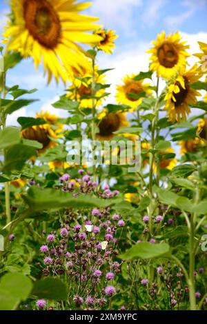 Sonnenblumen- und Distelfeld mit Schmetterlingen, Juli, Sachsen, Deutschland Stockfoto