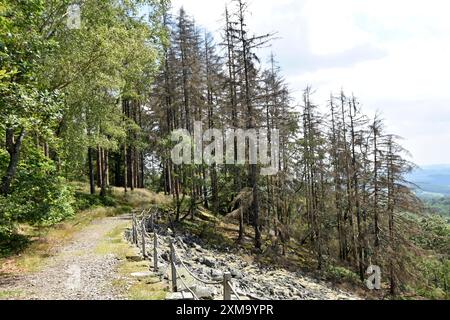 Walddieback im Nationalpark Hunsrueck-Hochwald mit totem Nadelwald und gesundem Laubwald, Rheinland-Pfalz, Deutschland Stockfoto