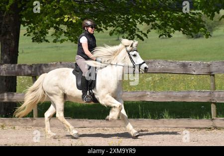 Ein älterer Reiter trainiert ein isländisches Pferd bei einem Galopp auf einer ovalen Bahn Stockfoto