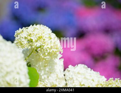 Gartenhortensie oder bigleaf Hortensien (Hortensie macrophylla), blühende Hortensien, weiße Blüten, im Hintergrund Blüten in rosa, violett, lila Stockfoto