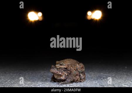 Kröte (Bufo bufo), Straßenüberquerung, Auto im Hintergrund, Nachtaufnahme, Velbert, Nordrhein-Westfalen, Deutschland Stockfoto