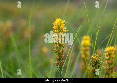 Moorasphodel (Narthecium ossifragum), Blütenstände im Moor, Wahner Heide, Nordrhein-Westfalen, Deutschland Stockfoto