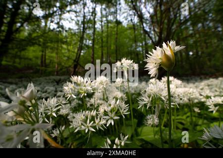 Ramson (Allium ursinum), Meer von wilden Knoblauchblüten im Buchenwald, Velbert, Nordrhein-Westfalen, Deutschland Stockfoto