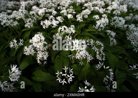 Ramson (Allium ursinum), Meer von wilden Knoblauchblüten im Buchenwald, Velbert, Nordrhein-Westfalen, Deutschland Stockfoto