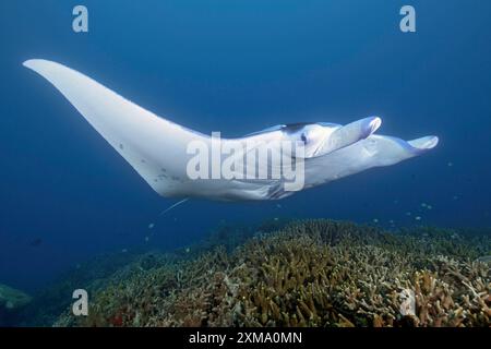 Riesenrochen (Manta) Planktonfresser schwimmt an der Reinigungsstation über Korallenriff von Steinkorallen (Scleractina) Hartkorallen im flachen Wasser der Lagune Stockfoto