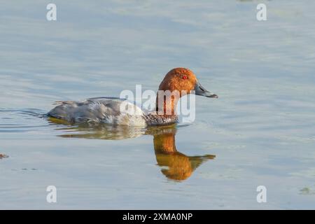 Pochard (Aythya ferina), drake, Schwimmen im Wasser, Wildtiere, Tiere, Vögel, Ziggsee, Nationalpark Neusiedl-Seewinkel, Burgenland Stockfoto