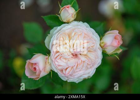 Doppelte Rosenblüte und Knospen (Rosa), Bayern, Deutschland Stockfoto