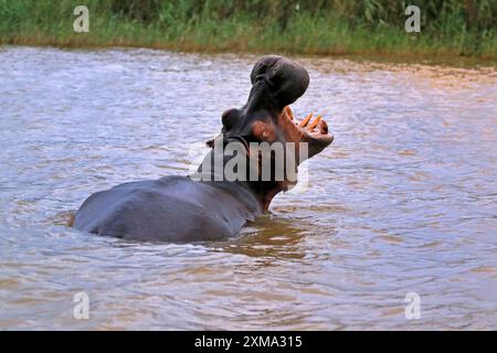 Hippopotamus (Hippopatamus amphibius), adulter, gähnender, bedrohlicher, im Wasser, Porträt, St. Lucia Mündung, Isimangaliso Wetland Park, KwaZulu Stockfoto