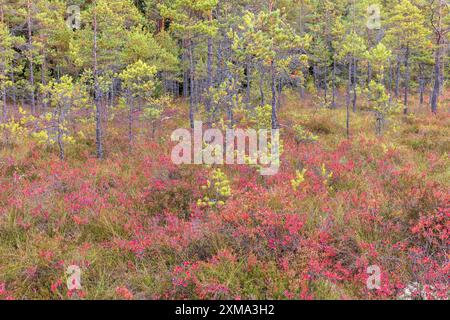 Kiefern am Waldrand auf einem Moor mit Blaubeerbüschen (Vaccinium myrtillus) in roten Herbstfarben Stockfoto