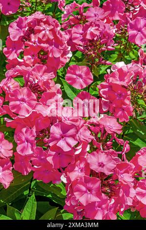 Roter Phlox (Phlox paniculata), Allgaeu, Bayern, Deutschland Stockfoto