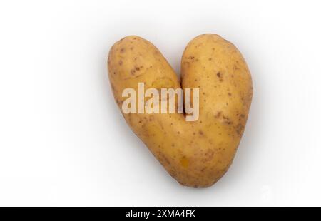 Herzförmige Kartoffel, Herz, Atelierfoto, Stuttgart, Baden-Württemberg, Deutschland Stockfoto