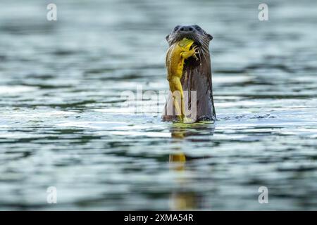 nordamerikanischer Flussotter (Lontra canadensis), der einen Stierfrosch (Lithobates catesbeianus) isst. Nationalpark La Mauricie. Provinz Québec. Kanada Stockfoto