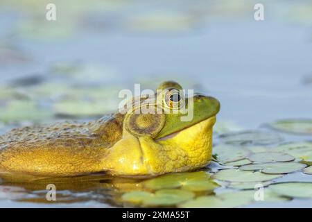 Bullfrosch, Lithobates catesbeianus. Ein männlicher Bullfrosch schwimmt auf einem See und ruft, wenn ein anderer Bullfrosch zu nahe an sein Territorium kommt. La Stockfoto