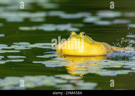 Bullfrosch, Lithobates catesbeianus. Ein männlicher Bullfrosch schwimmt auf einem See und ruft, wenn ein anderer Bullfrosch zu nahe an sein Territorium kommt. La Stockfoto
