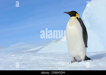 Kaiserpinguin (Aptenodytes forsteri), Erwachsener, Snow Hill Island, Antarktische Halbinsel, Antarktis Stockfoto