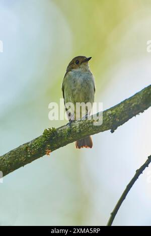 Europäischer Rattenfänger (Ficedula hypoleuca), im Frühjahr, Hessen, Deutschland Stockfoto