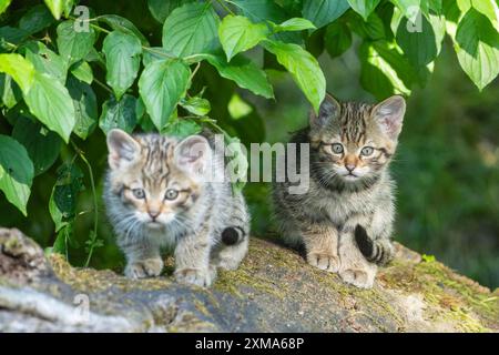 Zwei gestreifte Kätzchen sitzen nebeneinander auf einem Baumstamm unter grünen Blättern, Wildkatze (Felis silvestris), Kätzchen, Deutschland Stockfoto