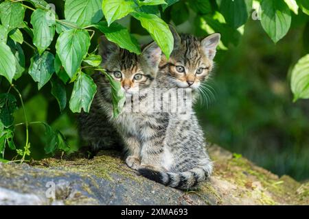 Zwei Kätzchen sitzen zusammen unter Baumblättern auf einem Baumstumpf, Wildkatze (Felis silvestris), Kätzchen, Deutschland Stockfoto