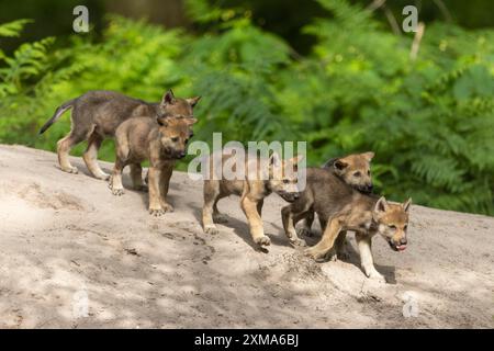 Wolf-Welpen, die neugierig in einer Reihe auf einem Sandweg laufen, europäischer Grauer Wolf (Canis Lupus), Deutschland Stockfoto